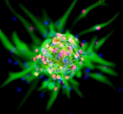 Figure 1: Olig2 proteins (pictured in red)...